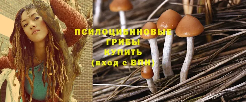 Галлюциногенные грибы Psilocybe  где можно купить наркотик  Татарск 